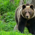 Medved ubio ženu u Poljskoj