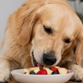 Ovo voće može da jede vaš pas, ali samo pod jednim važnim uslovom, upozorava veterinarka