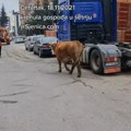 Lutajuća stoka pravi haos u Tivtu: "Goveda će u klanicu ako se vlasnici ne jave"