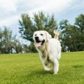 Tri navike koje mogu produžiti život vašem psu, prema veterinaru