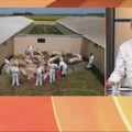 Od zabrane kretanja po šumama do vanrednih kontrola: Kako država planira da suzbije širenje svinjske kuge?