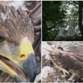 Ovo je bila njihova najbolja sezona: Novi život orlova krstaša u Srbiji! Pre 9 godina su bili samo Bora i Eržika, a danas su…