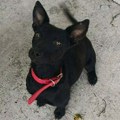 Lola traži svoju porodicu i dom – Ne kupuj, udomi za ljubav