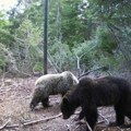 Košnice na meti medveda: Miris meda i nektara mami divlje životinje, od početka godine 23 napada