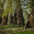 Koje su posledice nedavnog nevremena kada je reč o drveću u gradovima kao i šumama, i da li ih možemo u budućnosti…