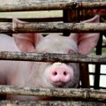 Ministarstvo: Sprečen transport svinja iz područja zaraženog afričkom kugom