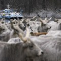 Nastavlja se evakuacija goveda sa Krčedinske ade, stiže skela od 28 tona