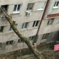 Drvo palo na zgradu: Nezgoda u KBC "Zvezdara", nije bilo povređenih, manja materijalna šteta