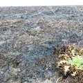 FOTO: Izgorelo oko 30 hektara zaštićenih pašnjaka i livada kod Sombora, ugrožena staništa životinja