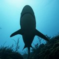 Ajkula koja nije viđena decenijama ulovljena u jadranskim vodama Crne Gore