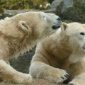 Zoo vrt u Finskoj dobio dve ženke polarnog medveda