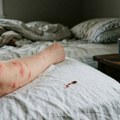 Зашто се стенице враћају чак и након прскања и како их се правилно решити?