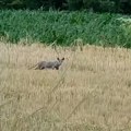 Misteriozni stvor snimljen u mačvi, ljudi u šoku gledaju Svima se diže kosa na glavi, pitaju se šta je: Postoje 2 teorije, ne…