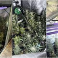 Hapšenje zbog narkotika u Žablju: U pomoćnoj prostoriji kuće krio laboratoriju za marihuanu (foto)