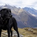 Labradorka kolabirala na vrhu planine: Spasioci je spuštali na nosilima - a onda ostali u šoku kad su otkrili šta ju je zamalo…