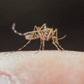 U Srbiji 46 osoba obolelo od groznice Zapadnog Nila: Koji su simptomi i kako se zaštiti?