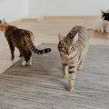 Zemlje sa više mačaka imaju srećnije stanovništvo: Šta je otkrilo novo istraživanje o kućnim ljubimcima