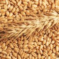 U Hrvatskoj smanjena proizvodnja pšenice i ječma