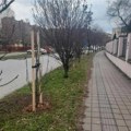 Ekipa „zelenila” nastavlja sa sadnjom Devet novih stabala u Ulici Branimira Ćosića
