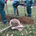 Posađeni javori, klenovi, lipe, trešnje, smrče i sofore: Nastavljena akcija presađivanja drveća u Novom Sadu