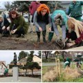Posađeno 100 ruža u sremskoj kamenici Kod spomenika Zmaju Jovi radnici Gradskog zelenila sa predstavnicima Mesne zajednice…