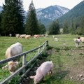 Novi javni poziv za subvencije u stočarstvu otvoren do 11. aprila
