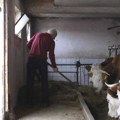 Proizvodnja organskog mleka na Zlatiboru