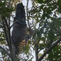 Mićo Akrobata izvodi salto na banderi, stoji naopačke i penje se po drveću! Ova živa legenda svog kraja gazi sedmu…