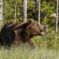 Horor u Sloveniji: Medved napao ženu, lekari joj se bore za život