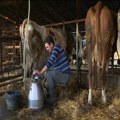 Do 31. oktobra otvoren Javni poziv za premiju za mleko za treći kvartal 2025. godine