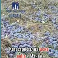 Novo lice Srbije Šabac: KATASTROFALNA CENA VOĆA U MAČVI