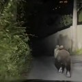 Medved trčao kroz naselje, snimak naišao na osudu i šale (video)