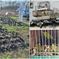 Zaštita ptica selica zahteva hitnu akciju država. Milioni jedinki svake godine stradaju na Mediteranu