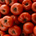 Podravka sljedeće godine u Umagu otvara novu otkupnu stanicu, povećat će otkup rajčica