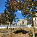 Posađena nova stabla na Trgu Radomira Putnika