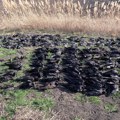 Stravičan prizor kod Kikinde – polja puna mrtvih ptica