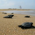 Više desetina mladunaca glavatih kornjača pušteno u more: Vratiće se za oko 20 godina na istu plažu