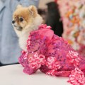 Pet Gala i moda za ljubimce: Pseći manekeni prošetali kreacije inspirisane Met Galom (FOTO)