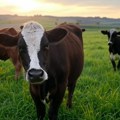 U Bosanskom Grahovu potvrđena pojava antraksa