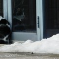 Upozorenje za vlasnike mačaka Jedna stvar može biti kobna za njih tokom zime - obratite pažnju