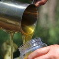Srbija postaje prepoznatljiva po bagremovom medu