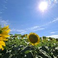 Todorović: Do kraja avgusta temperatura do 35 stepeni, i u septembru natprosečno toplo