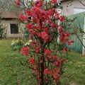 Pravilna priprema sadnica za zimu