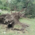 Novi Sad u poslednje dve oluje izgubio više od dve hiljade stabala