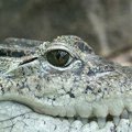 FOTO: Veterinari iz stomaka aligatora izvadili 70 kovanica