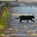 Umesto sreće - šok Mačak se vratio vlasnici posle dve godine, ali sa sobom je doveo još nekoga (foto)