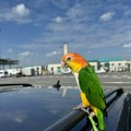 Pokušao da bez dozvole iz Srbije prenese zaštićenu vrstu ptice: Afrički papagaj zbrinut u ZOO vrtu Palić