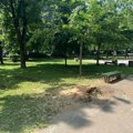 Isečeno još jedno veliko drvo u centralnom parku u Leskovcu
