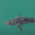 (Video) Dron usnimio morskog DžINA Pliva uz obalu, a kupači i naučnici šokirani! Velika skoro tri metra, a tek je…