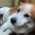 Volonter iz Velikog Gradišta ide na robiju zbog uginuća 120 pasa Nije brinuo o životinjama poverenim na čuvanje